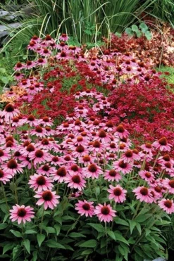 Echinacea 'Amazing Dream' (PBR) -Cheap Plants Store pl2000024665 card5 lg