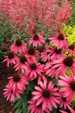 Echinacea 'Amazing Dream' (PBR) -Cheap Plants Store pl2000024665 card6 lg