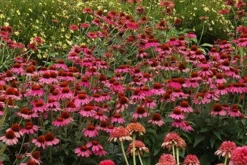 Echinacea 'Amazing Dream' (PBR) -Cheap Plants Store pl2000024665 card7 lg