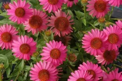 Echinacea 'Amazing Dream' (PBR) -Cheap Plants Store pl2000024665 card8 lg