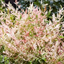 Nandina Domestica 'Twilight' (PBR)