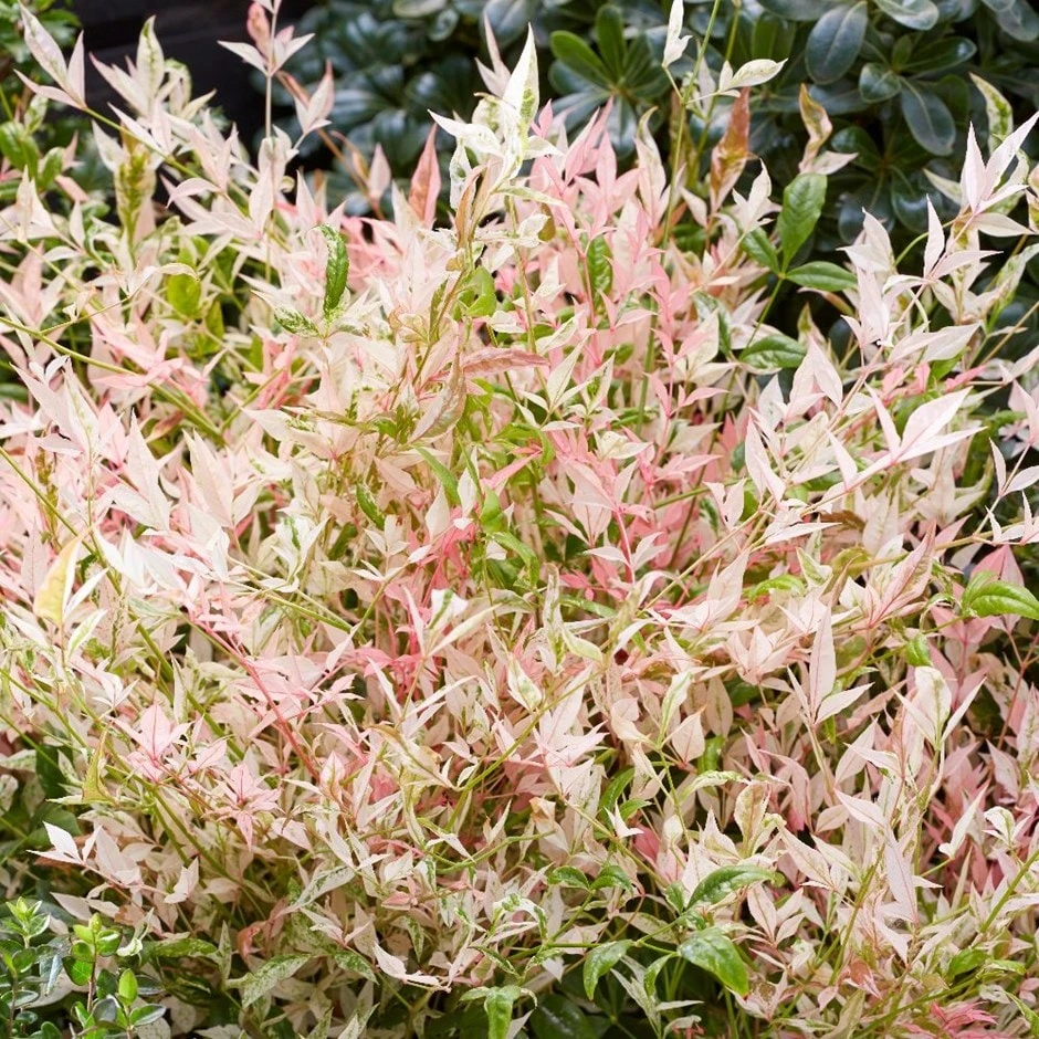 Nandina Domestica 'Twilight' (PBR) 1 Nandina Domestica 'Twilight' (PBR)