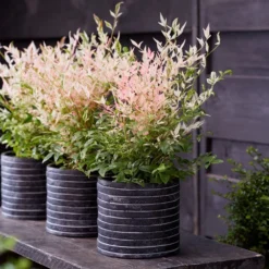 Nandina Domestica 'Twilight' (PBR) 7 Nandina Domestica 'Twilight' (PBR) -Cheap Plants Store pl2000024683 card3 lg