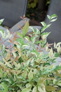 Nandina Domestica 'Twilight' (PBR) 8 Nandina Domestica 'Twilight' (PBR) -Cheap Plants Store pl2000024683 card4 lg