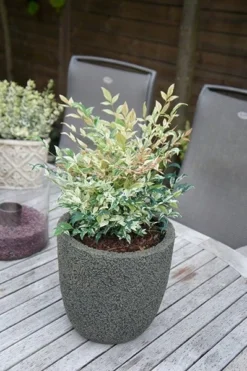 Nandina Domestica 'Twilight' (PBR) 9 Nandina Domestica 'Twilight' (PBR) -Cheap Plants Store pl2000024683 card5 lg