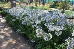 Agapanthus Twister ('Ambic001') (PBR) 12 Agapanthus Twister ('Ambic001') (PBR) -Cheap Plants Store pl2000024684 card3 lg