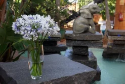 Agapanthus Twister ('Ambic001') (PBR) 14 Agapanthus Twister ('Ambic001') (PBR) -Cheap Plants Store pl2000024684 card5 lg