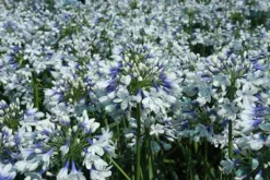 Agapanthus Twister ('Ambic001') (PBR) 16 Agapanthus Twister ('Ambic001') (PBR) -Cheap Plants Store pl2000024684 card7 lg