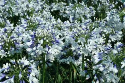 Agapanthus Twister ('Ambic001') (PBR) 18 Agapanthus Twister ('Ambic001') (PBR) -Cheap Plants Store pl2000024684 card9 lg