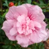 Hibiscus Syriacus Pink Chiffon ('Jwnwood4') (PBR) (Chiffon Series)