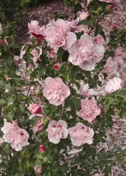 Hibiscus Syriacus Pink Chiffon ('Jwnwood4') (PBR) (Chiffon Series) -Cheap Plants Store pl2000024736 card4 lg