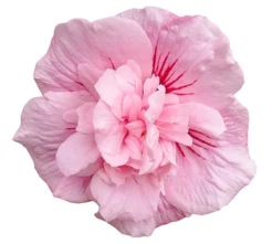 Hibiscus Syriacus Pink Chiffon ('Jwnwood4') (PBR) (Chiffon Series) -Cheap Plants Store pl2000024736 card5 lg