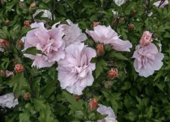 Hibiscus Syriacus Pink Chiffon ('Jwnwood4') (PBR) (Chiffon Series) -Cheap Plants Store pl2000024736 card6 lg