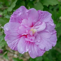 Hibiscus Syriacus Lavender Chiffon ('Notwoodone') (PBR) (Chiffon Series)