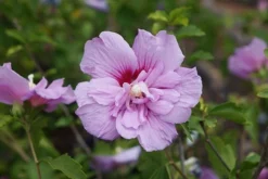 Hibiscus Syriacus Lavender Chiffon ('Notwoodone') (PBR) (Chiffon Series) -Cheap Plants Store pl2000024738 card4 lg