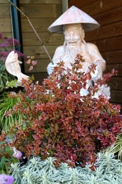 Abelia × Grandiflora Sunshine Daydream ('Abelops') (PBR) -Cheap Plants Store pl2000024744 card4 lg