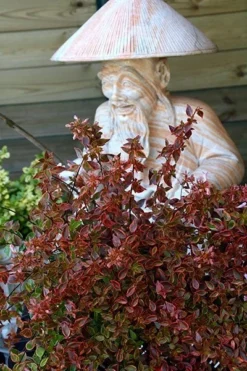 Abelia × Grandiflora Sunshine Daydream ('Abelops') (PBR) -Cheap Plants Store pl2000024744 card5 lg