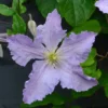 Clematis 'Blue Angel'
