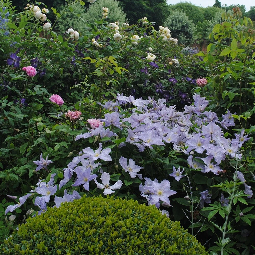 Clematis 'Blue Angel' 2 Clematis 'Blue Angel' - Image 2