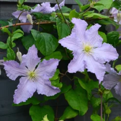 Clematis 'Blue Angel' 5 Clematis 'Blue Angel' -Cheap Plants Store pl2000024818 card3 lg