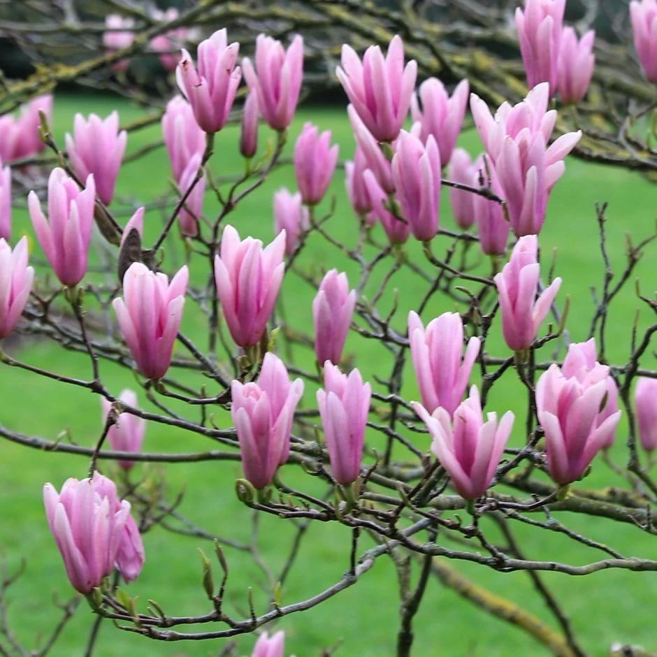Magnolia 'Heaven Scent' 1 Magnolia 'Heaven Scent'
