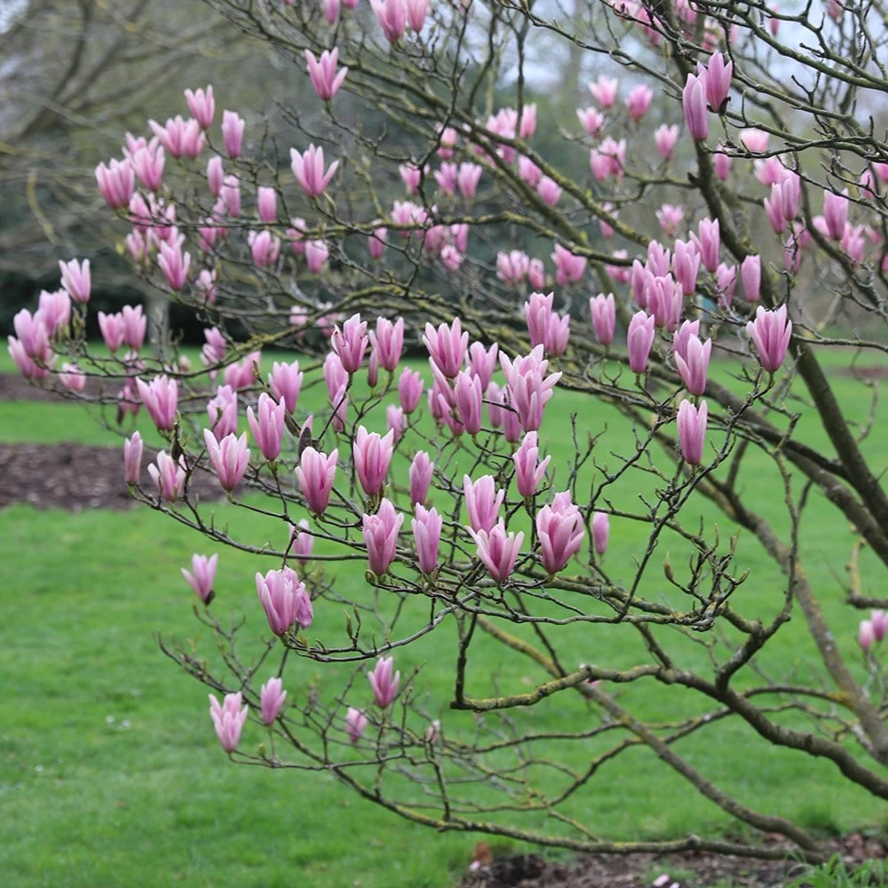 Magnolia 'Heaven Scent' 2 Magnolia 'Heaven Scent' - Image 2