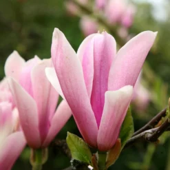 Magnolia 'Heaven Scent' 8 Magnolia 'Heaven Scent' -Cheap Plants Store pl2000024820 card4 lg