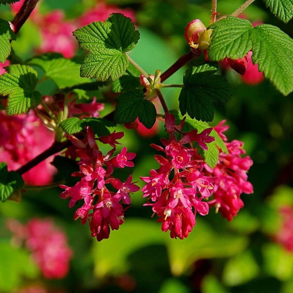 Ribes Sanguineum 'King Edward VII' 1 Ribes Sanguineum 'King Edward VII'