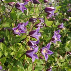 Clematis Prince William ('Zo08171') (PBR) -Cheap Plants Store pl2000024906 card4 lg