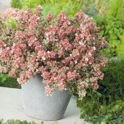 Abelia × Grandiflora Magic Daydream ('Opstal103') (PBR) -Cheap Plants Store pl2000024907 card3 lg