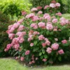Hydrangea Arborescens Pink Annabelle ('Ncha2') (PBR)