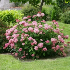Hydrangea Arborescens Pink Annabelle ('Ncha2') (PBR) -Cheap Plants Store pl2000024910 card3 lg