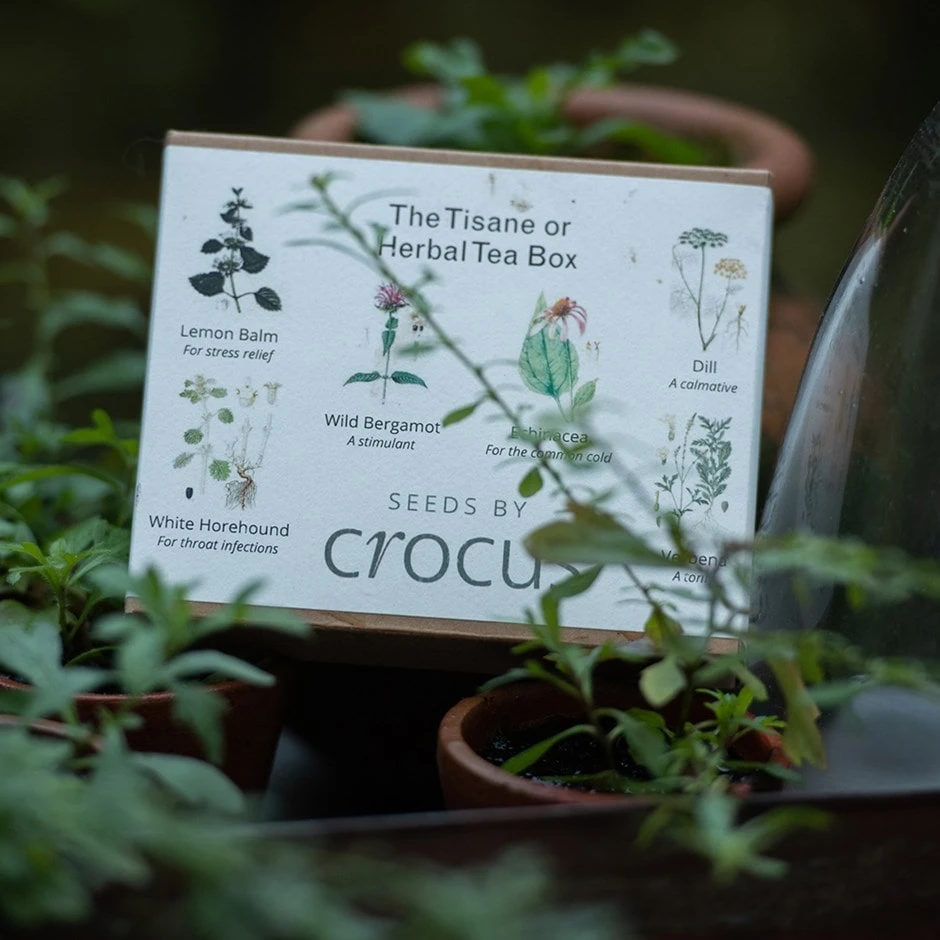 Herbal Teas Seed Gift Box 1 Herbal Teas Seed Gift Box