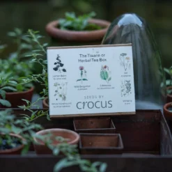 Herbal Teas Seed Gift Box 5 Herbal Teas Seed Gift Box -Cheap Plants Store pl2000024986 card3 lg