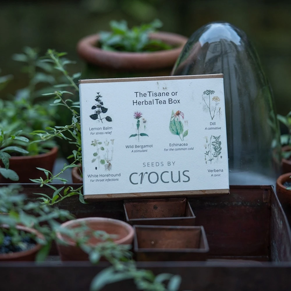 Herbal Teas Seed Gift Box 3 Herbal Teas Seed Gift Box - Image 3