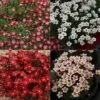 Saxifraga Collection