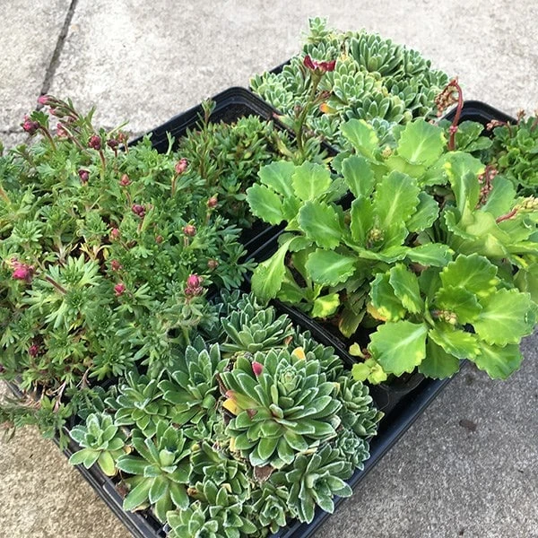 Saxifraga Collection 2 Saxifraga Collection - Image 2