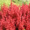 Berberis Thunbergii 'Orange Rocket' (PBR)