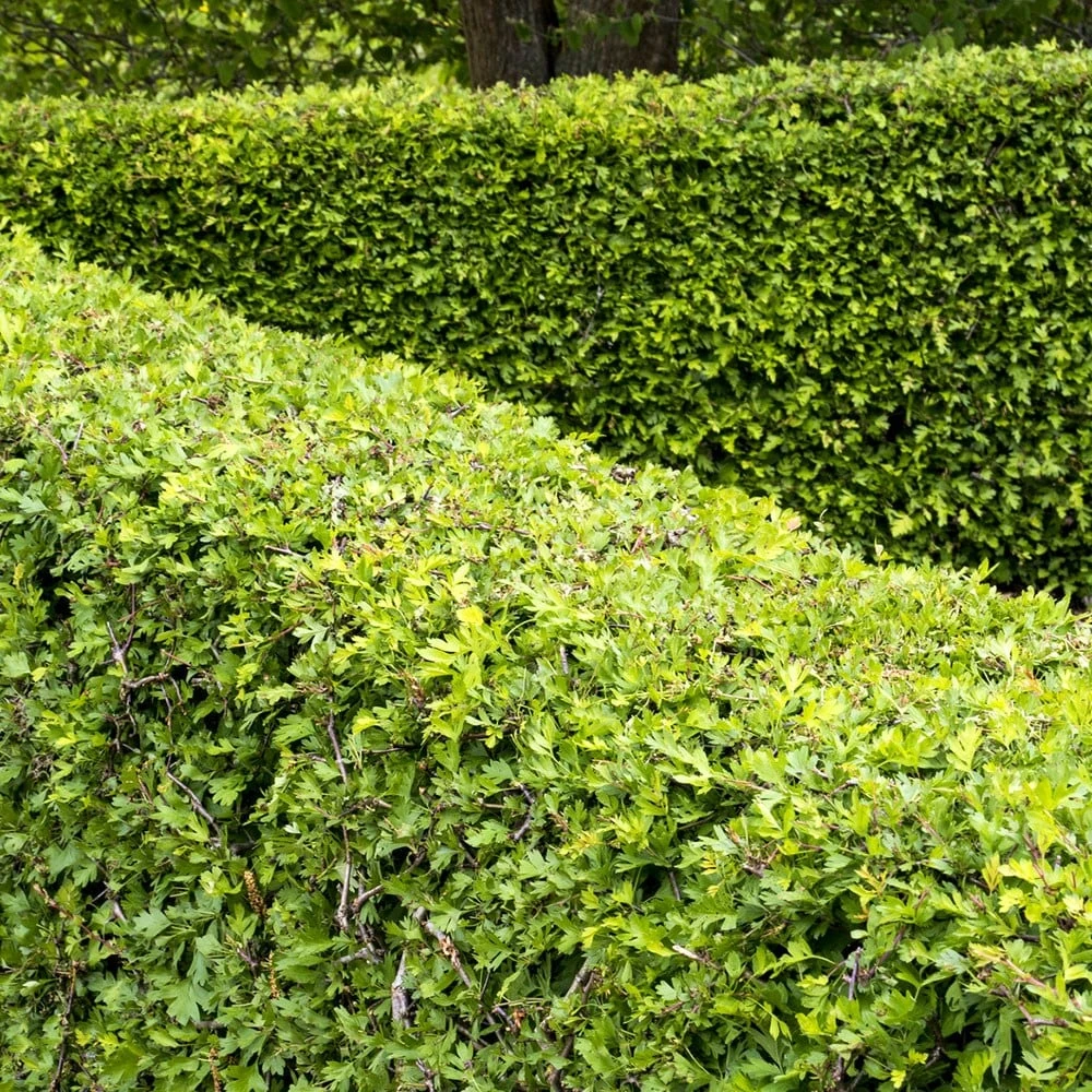 Crataegus Monogyna - Hawthorn Hedging 3 Crataegus Monogyna - Hawthorn Hedging - Image 3