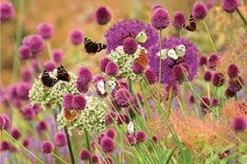 Butterfly Allium Collection -Cheap Plants Store pl2000025364 card3 lg