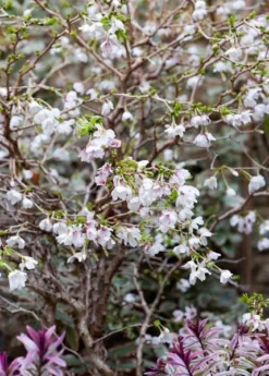 Prunus Incisa 'Kojo-no-mai' 8 Prunus Incisa 'Kojo-no-mai' -Cheap Plants Store pl2000025804 card4 lg