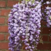Wisteria Floribunda 'Yae-Kokuryū'
