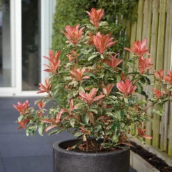 Photinia Serratifolia Pink Crispy ('Oploo5') (PBR) -Cheap Plants Store pl2000025869 card4 lg