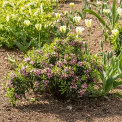 Daphne × Transatlantica Pink Fragrance ('Blapink') (PBR) -Cheap Plants Store pl2000025907 card3 lg