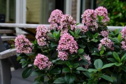 Escallonia Laevis Pink Elle ('Lades') (PBR) -Cheap Plants Store pl2000026133 card3 lg