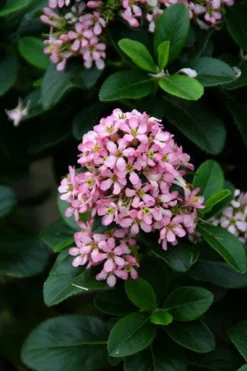 Escallonia Laevis Pink Elle ('Lades') (PBR) -Cheap Plants Store pl2000026133 card4 lg