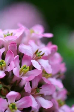 Escallonia Laevis Pink Elle ('Lades') (PBR) -Cheap Plants Store pl2000026133 card5 lg