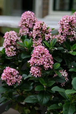 Escallonia Laevis Pink Elle ('Lades') (PBR) -Cheap Plants Store pl2000026133 card6 lg
