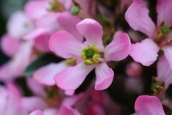 Escallonia Laevis Pink Elle ('Lades') (PBR) -Cheap Plants Store pl2000026133 card7 lg