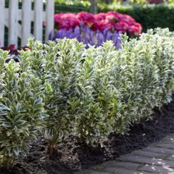 Euonymus Japonicus 'White Spire' (PBR) -Cheap Plants Store pl2000026274 card3 lg